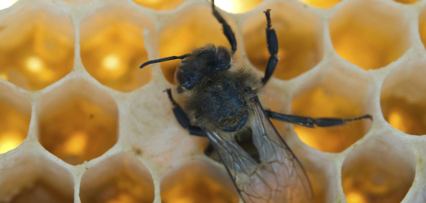 naissance d'une abeille